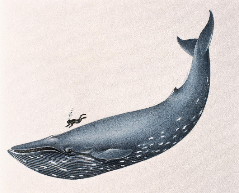 the blue whale icon