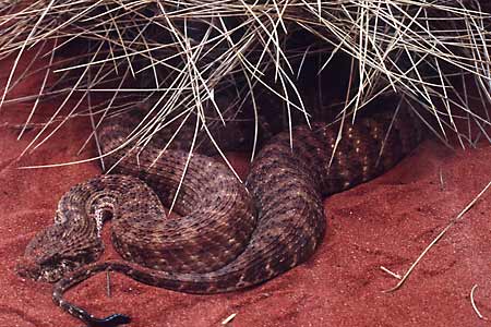 In Australia there is a snake so deadly, that it could kill 12 people in 