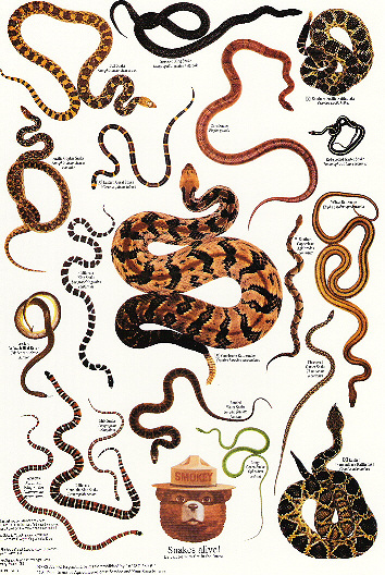 snakes pictures character