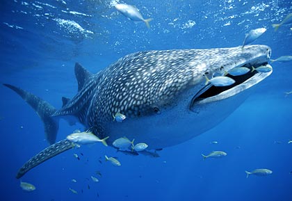 whale-shark-with-fish.jpg